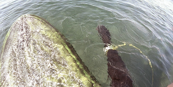 ブログイメージ